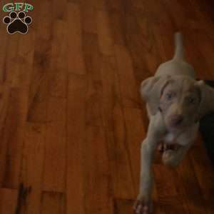 Charlie, Weimaraner Puppy